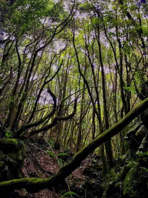 Muestra el carácter salvaje de la naturaleza de la Palma.