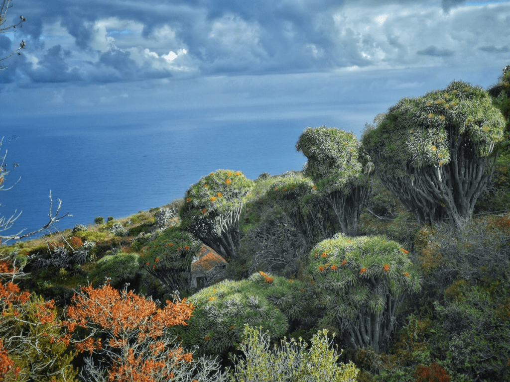 Los dragos representan buena parte de la naturaleza de la Palma.