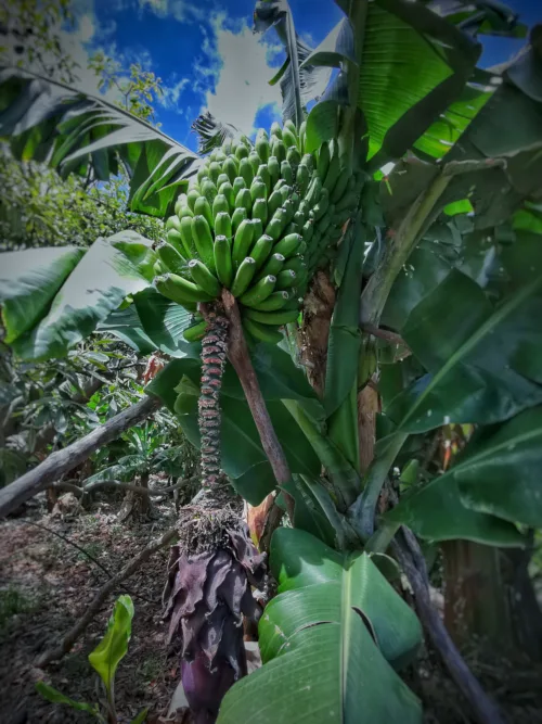 El plátano forma buena parte de los paisajes naturales de la palma.