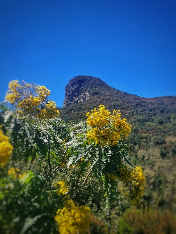 Sendero a una cumbre de la Palma en plena primavera