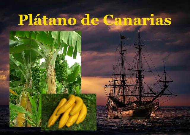Muestra una goleta histórica de la época colonial, cuando se exportó el plátano de canarias al continente americano.