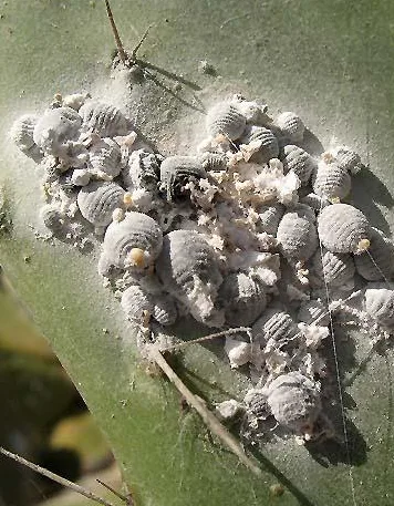 Muestra la cochinilla en una penca de tunera en la Palma