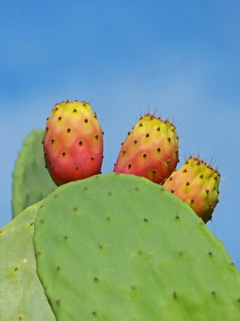 Muestra una tunera y sus frutos