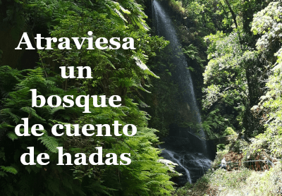 Enlaza con la ruta de senderismo del bosque de los Tilos