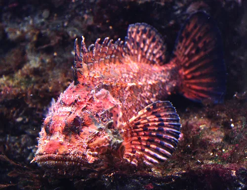 La fotografía de un rascacio. Otro pez que siempre encontramos entre la fauna marina de la isla.