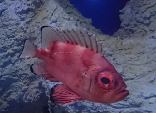 Muestra un pequeño pez alfonsiño.