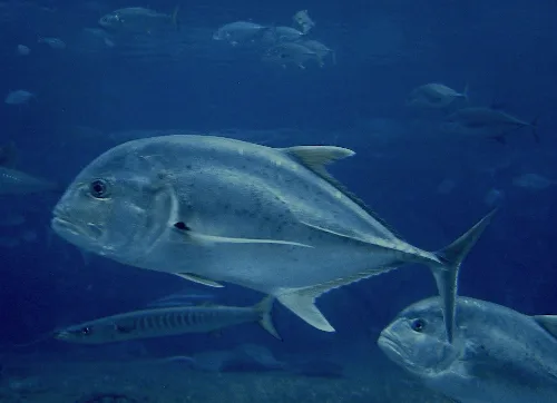 Muestra el cuerpo de perfil de un jurel de tamaño medio. Una especie típica entre la fauna marina de la Palma.