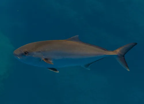 Muestra la captura de un medregal de buen tamaño.