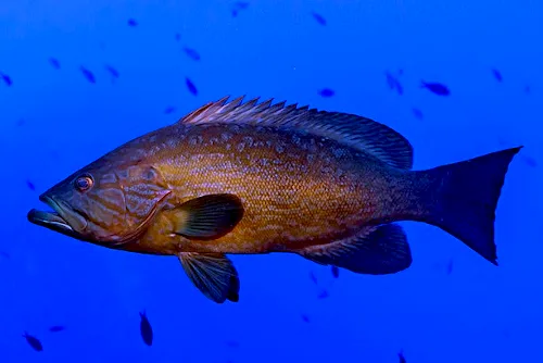 Muestra una captura de un mero. Animal típico entre la fauna marina de la Palma.