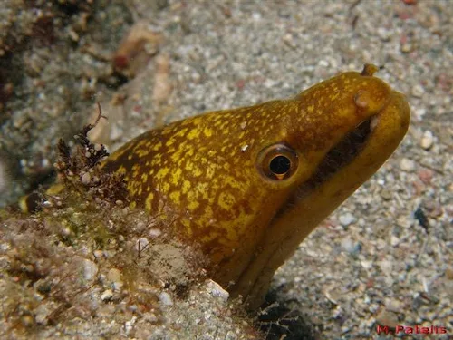 Muestra la cabeza de una morena pico de pato. Sin lugar a dudas, una especie muy representativa de la vida marina en la Palma.