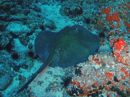 Muestra el cuerpo entero de una pastinaca. Uno de los cartilaginosos más típicos entre la fauna marina de la isla.