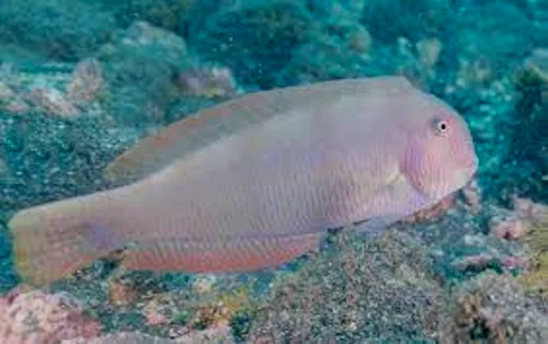 Muestra el perfil de un pejepeine; pez que forma parte de la fauna marina de la isla de la Palma.