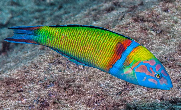 Muestra un bonito pejeverde, que está muy presente en la fauna marina de la Palma.
