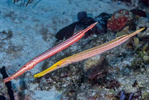 Muestra dos peces trompeta que sin lugar a dudas son protagonistas en la vida marina de la Palma.