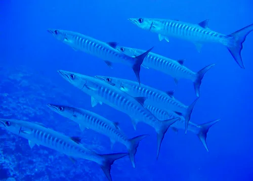 Pequeño grupo de barracudas, una especie protagonista en los buceos de la Palma.