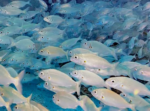 Muestra un gran banco de roncadores. Peces muy habituales entre la vida marina de la Palma y de todas las islas Canarias.