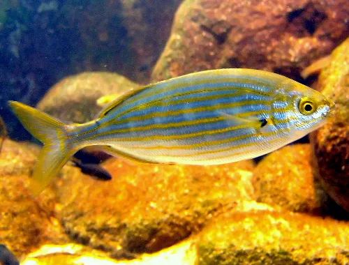 La salema es otro tipo de pez representativo de la vida marina en la Palma.
