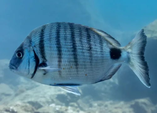 Muestra el cuerpo entero de un sargo. Un pez que habita en toda la costa de la Palma.