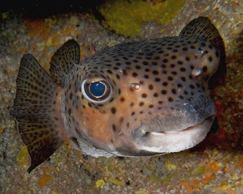Muestra un tamboril espinoso. Tipo de pez que también representa la cantidad de vida marina en la isla de la Palma.