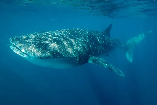 Muestra la fotografía de un tiburón ballena en la Palma.