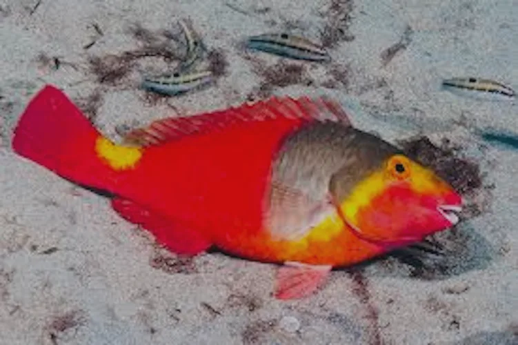 La vieja, es un pez loro muy común en la fauna marina de la Palma y de todas las islas Canarias.