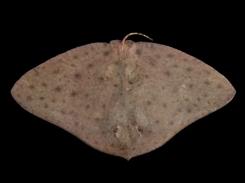 Muestra todo el cuerpo de una mantelina. Especie muy típica entre la vida marina de la Palma.