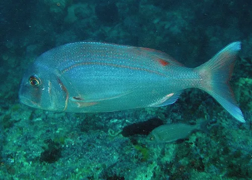 El bocinegro es otra especie representativa de la vida marina en la Palma.