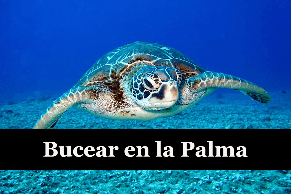 Enlaza con la página donde se explica porqué bucear en la Palma.