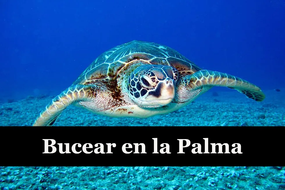 Enlaza con la página donde se explica porqué bucear en la Palma.