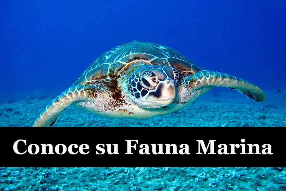 Enlaza con la página que explica la vida marina de la Palma.