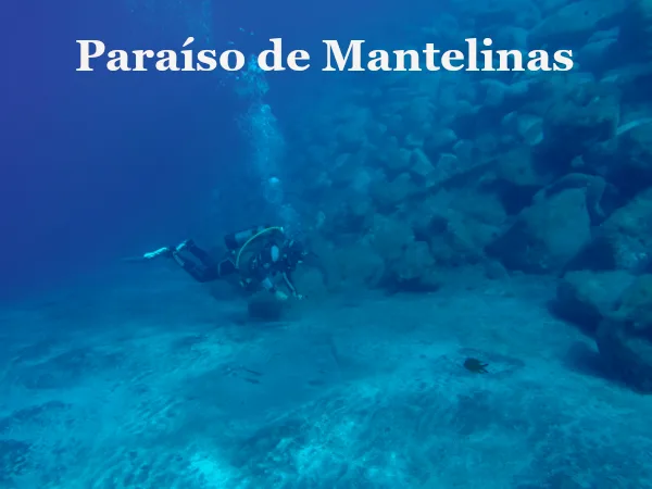 Buceando en la Palma con mantelinas en la inmersión de la Bombilla.