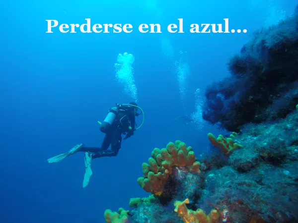 Uno de los mejores puntos de buceo de la Palma, donde se aprecian esponjas amarillas.