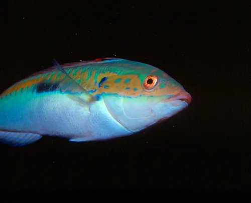 Muestra la cabeza de una julia. Pez que veremos mucho en la vida marina de la isla de la Palma.