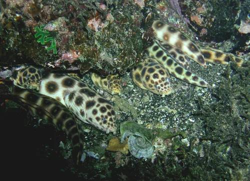 Fotografía de varias carmelitas. Una especie que normalmente habita los fondos rocosos de la isla.