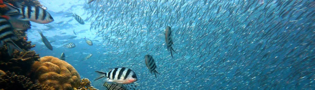 Muestra los bancos de peces que podemos ver al hacer snorkel en la Palma.