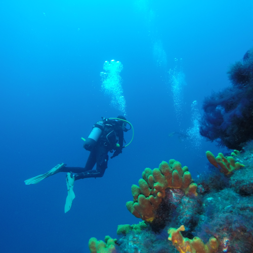 Muestra a una mujer haciendo buceo en la isla y enlaza con la página donde se explica todo sobre bucear en la Palma.