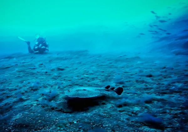 Muestra un pez torpedo en la inmersión de la Bajita, en la Palma.