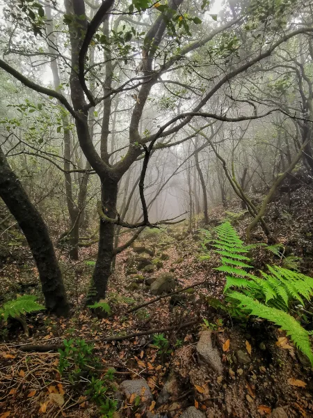 Muestra el bosque que se transita en esta ruta MTB de la Pared Vieja, en la isla de la Palma.